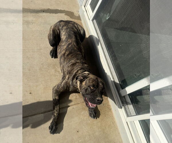 Medium Photo #3 Mutt Puppy For Sale in Chandler, AZ, USA