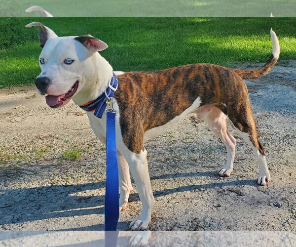 Medium Photo #7 American Pit Bull Terrier-Unknown Mix Puppy For Sale in Germantown, OH, USA