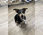 Small #1 Border Collie Mix