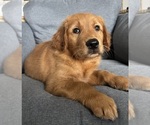 Small #4 Golden Retriever