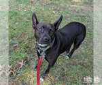 Small #19 Labrador Retriever Mix