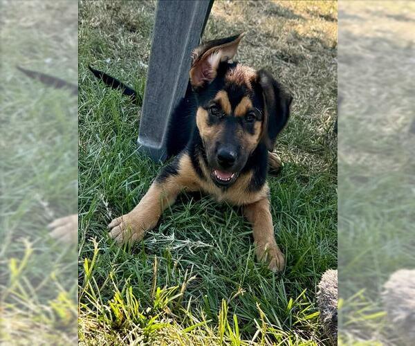 Medium Photo #1 Black and Tan Coonhound-Unknown Mix Puppy For Sale in Conroe, TX, USA