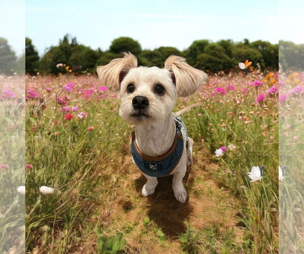 Medium Photo #1 Mutt Puppy For Sale in Menifee, CA, USA