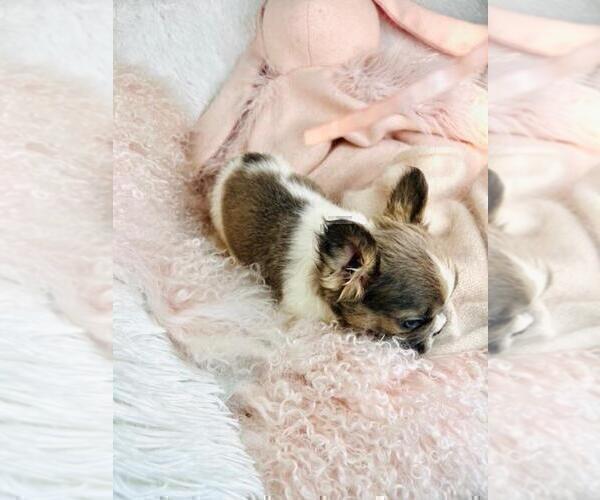 Medium Photo #9 French Bulldog Puppy For Sale in WEST PALM BEACH, FL, USA