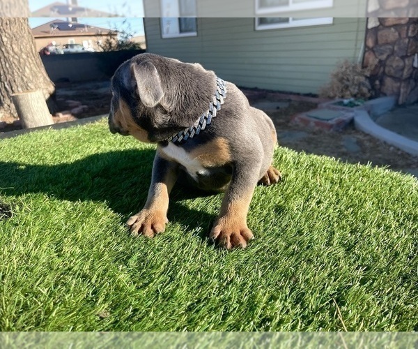 Medium Photo #9 English Bulldog Puppy For Sale in TUCSON, AZ, USA