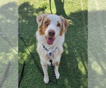 Small Australian Shepherd