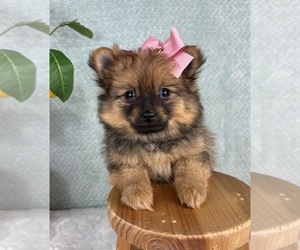 Pomeranian Puppy for sale in FRANKLIN, IN, USA