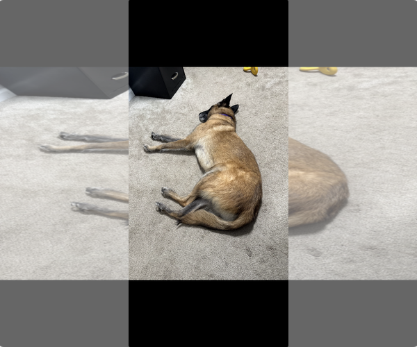 Medium Photo #10 Mutt Puppy For Sale in Stevens Point, WI, USA