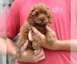 Small #3 Cavapoo (Miniature)
