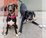 Small Great Dane-Labrador Retriever Mix