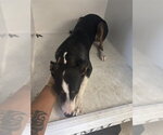 Small Mutt