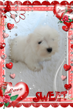 Medium Photo #1 Maltese Puppy For Sale in DOUGLAS, GA, USA