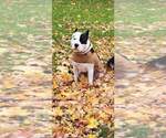 Small Photo #1 American Bully Puppy For Sale in BUSHNELL, FL, USA