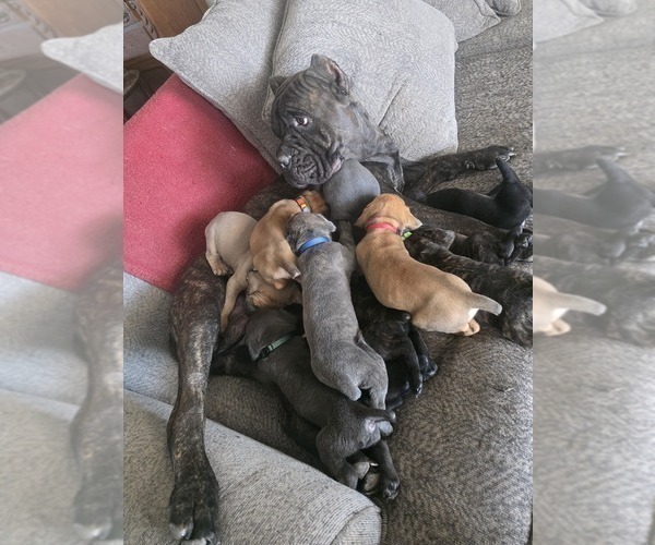 Medium Photo #8 Cane Corso Puppy For Sale in BLANCA, CO, USA