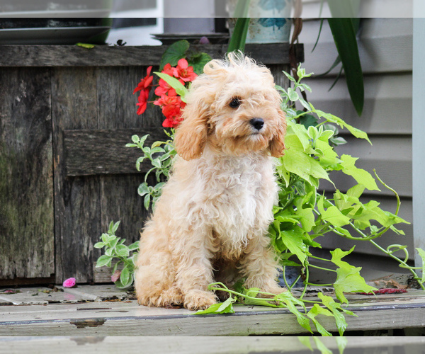 Medium Photo #4 Cavapoo (Miniature) Puppy For Sale in LIBERTY, KY, USA