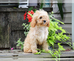 Rex - Male Cavapoo (Miniature) Puppy for Sale - Photo #4
