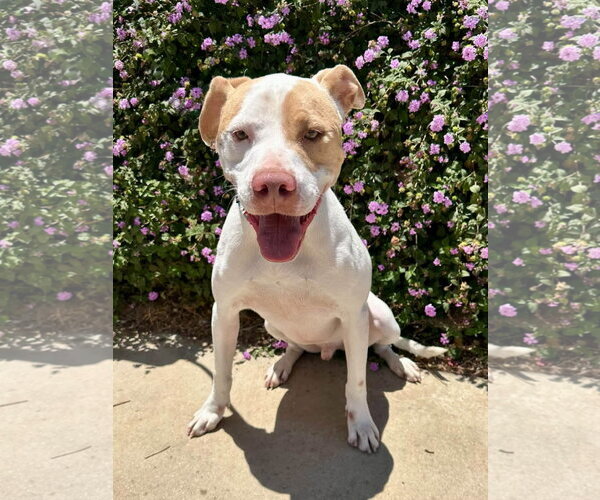 Medium Photo #6 American Pit Bull Terrier-Unknown Mix Puppy For Sale in Redlands, CA, USA
