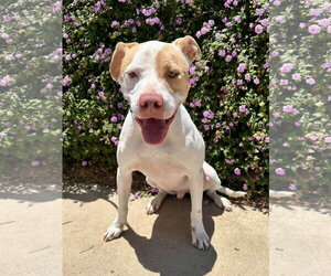 Kirby - Male American Pit Bull Terrier-Unknown Mix Dog for Adoption - Photo #6