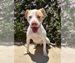 Small Photo #6 American Pit Bull Terrier-Unknown Mix Puppy For Sale in Redlands, CA, USA