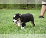 Small #7 Miniature Australian Shepherd
