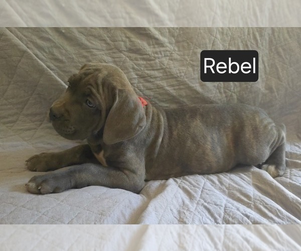Medium Photo #15 Cane Corso Puppy For Sale in MINERAL WELLS, WV, USA