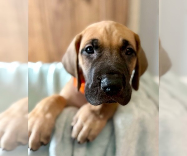 Medium Photo #2 Great Dane Puppy For Sale in LINCOLNTON, NC, USA