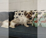 Small #2 Shih Tzu
