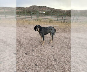 Bluetick Coonhound Dogs for adoption in Williamsburg, NM, USA