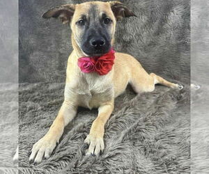 German Shepherd Dog-Unknown Mix Dogs for adoption in Grafton, WI, USA