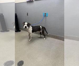 American Pit Bull Terrier-Unknown Mix Dogs for adoption in Las Vegas, NV, USA