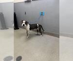 Small American Pit Bull Terrier Mix
