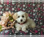 Small Photo #3 Lhasa-Poo Puppy For Sale in LINCOLN UNIVERSITY, PA, USA