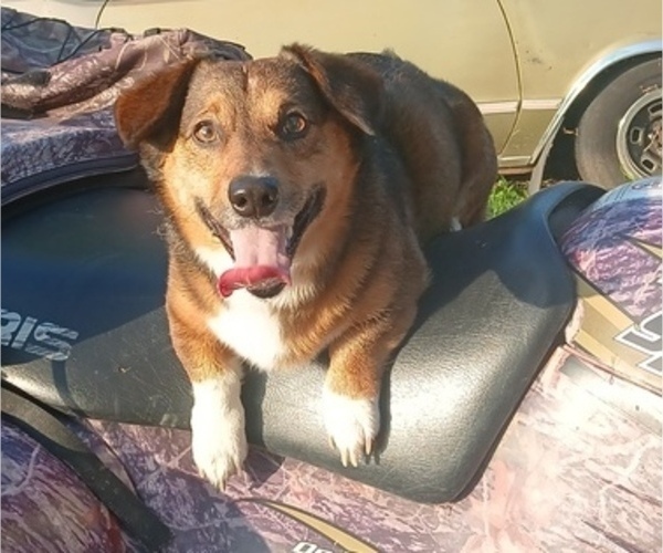 Medium Photo #1 Dorgi-Pembroke Welsh Corgi Mix Puppy For Sale in CARLYLE, IL, USA