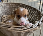 Small Photo #2 Dorgi Puppy For Sale in CYNTHIANA, KY, USA