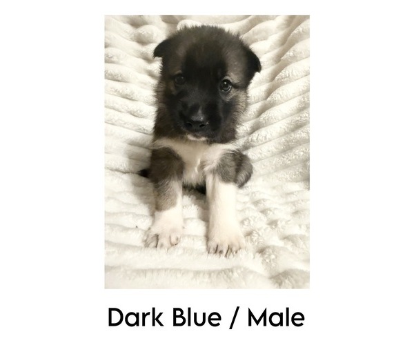 Medium Photo #2 German Shepherd Dog-Siberian Husky Mix Puppy For Sale in LANSING, MI, USA