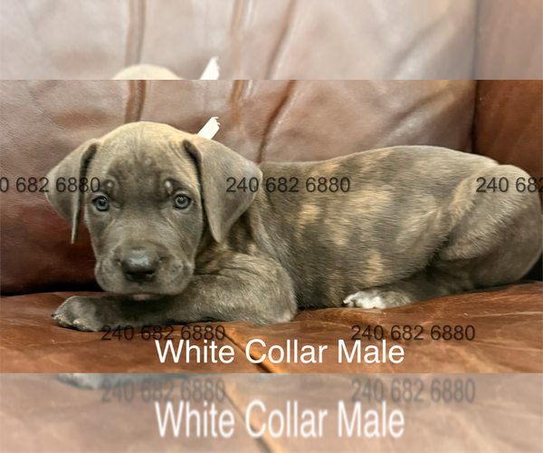 Medium Photo #2 Cane Corso Puppy For Sale in LA PLATA, MD, USA