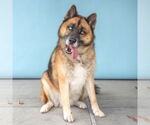 Small #1 German Shepherd Dog-Siberian Husky Mix