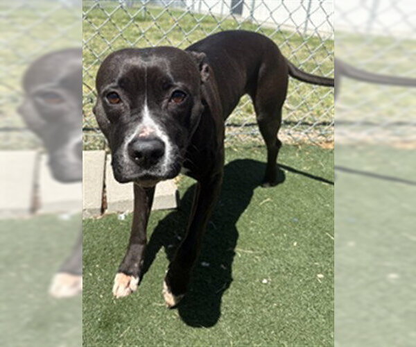 Medium Photo #3 Mutt Puppy For Sale in Texas City, TX, USA