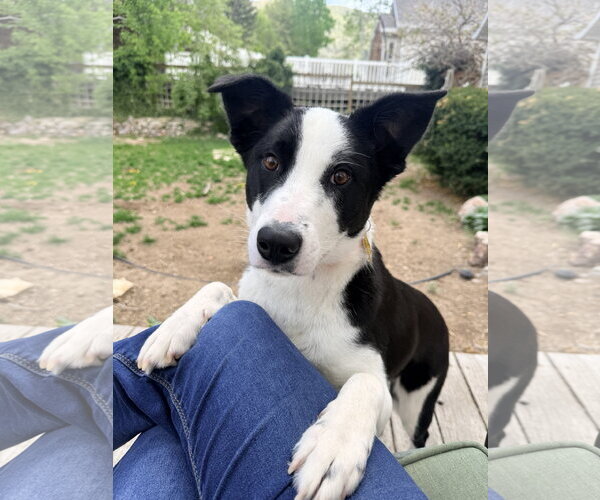 Medium Photo #1 Border Collie Puppy For Sale in Sandy, UT, USA