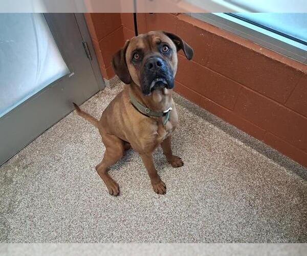 Medium Photo #1 Boxer-Mastiff Mix Puppy For Sale in Pueblo, CO, USA