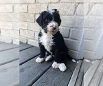 Small Photo #1 Bernedoodle Puppy For Sale in AUSTIN, TX, USA