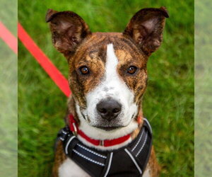 Kirby - Male Basenji-Unknown Mix Dog for Adoption - Photo #13