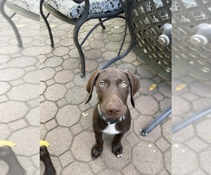 German Shorthaired Pointer Puppy for Sale in EATONTOWN, New Jersey USA