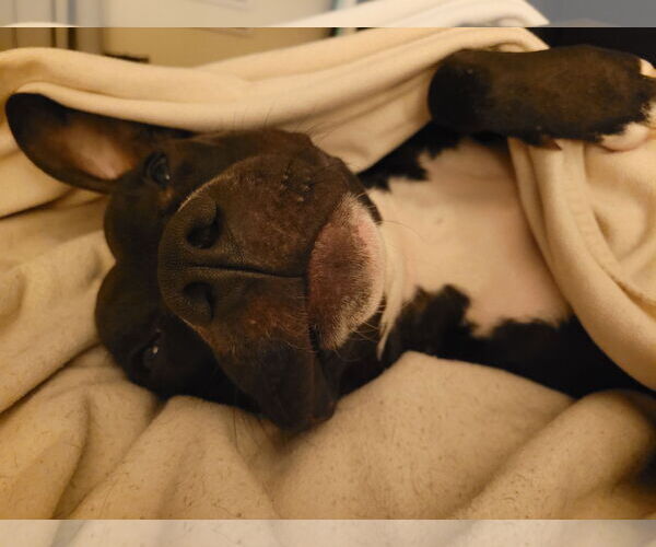 Medium Photo #17 American Pit Bull Terrier Puppy For Sale in Alexandria, VA, USA