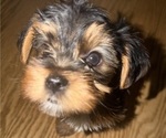 Small #1 Yorkshire Terrier