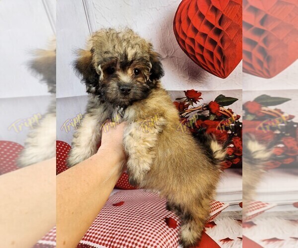 Medium Photo #3 Poovanese Puppy For Sale in TECUMSEH, MI, USA