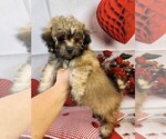 Small Photo #3 Poovanese Puppy For Sale in TECUMSEH, MI, USA