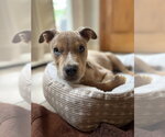 Small Photo #2 Boxer-Unknown Mix Puppy For Sale in Mooresville, NC, USA