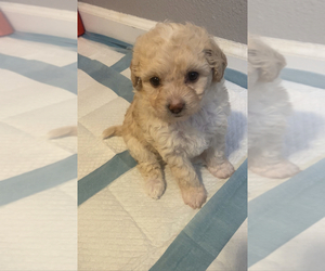 Maltese-Poodle (Standard) Mix Puppy for sale in STOCKTON, CA, USA