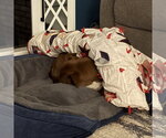 Small #19 Labrador Retriever Mix